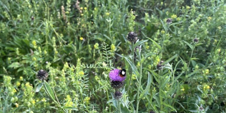 Micro Meadows